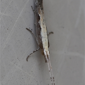 Plutella xylostella at Hughes, ACT - 11 Oct 2024