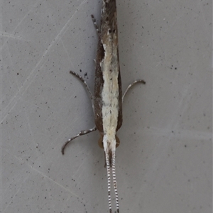 Plutella xylostella at Hughes, ACT - 11 Oct 2024