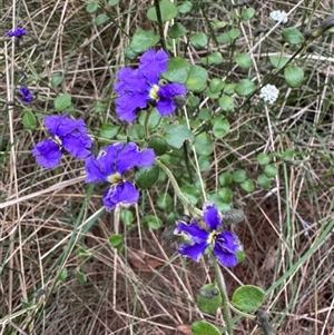 Dampiera purpurea at Mittagong, NSW - suppressed