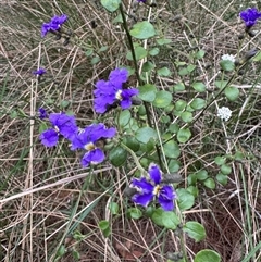 Dampiera purpurea at Mittagong, NSW - suppressed