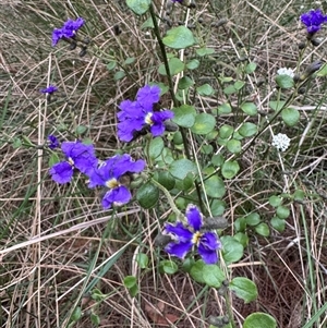 Dampiera purpurea at Mittagong, NSW - suppressed