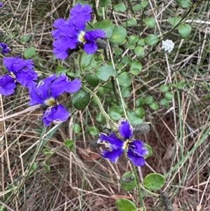 Dampiera purpurea at Mittagong, NSW - 8 Oct 2024