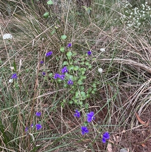 Dampiera purpurea at Mittagong, NSW - 8 Oct 2024