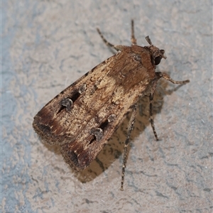 Agrotis infusa at Hughes, ACT - 14 Oct 2024 03:34 PM