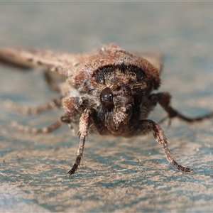 Agrotis infusa at Hughes, ACT - 14 Oct 2024 03:34 PM