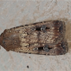 Agrotis infusa at Hughes, ACT - 14 Oct 2024 03:34 PM