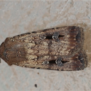 Agrotis infusa at Hughes, ACT - 14 Oct 2024 03:34 PM