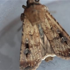 Agrotis infusa at Hughes, ACT - 14 Oct 2024 03:34 PM