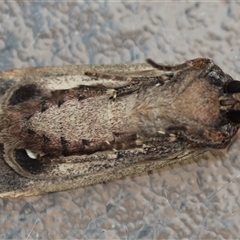 Agrotis infusa at Hughes, ACT - 14 Oct 2024 03:34 PM