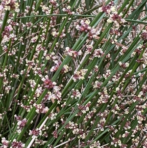 Amperea xiphoclada (Broom Spurge) at Mittagong, NSW by Span102