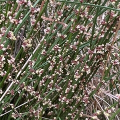 Amperea xiphoclada at Mittagong, NSW - suppressed