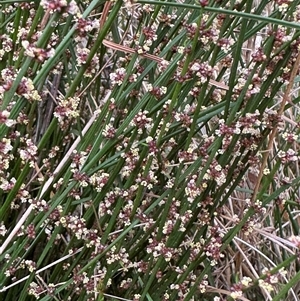 Amperea xiphoclada at Mittagong, NSW - suppressed