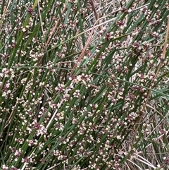 Amperea xiphoclada at Mittagong, NSW - suppressed