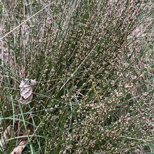 Amperea xiphoclada at Mittagong, NSW - suppressed