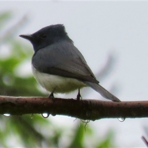 Myiagra rubecula (Leaden Flycatcher) at Mittagong, NSW by Span102