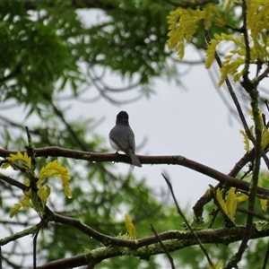 Myiagra rubecula at Mittagong, NSW - 8 Oct 2024