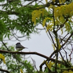 Myiagra rubecula at Mittagong, NSW - suppressed