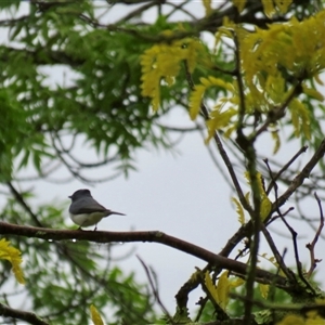 Myiagra rubecula at suppressed - 8 Oct 2024