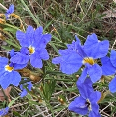 Dampiera stricta (Blue Dampiera) at Mittagong, NSW - 8 Oct 2024 by Span102