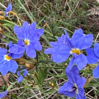 Dampiera stricta (Blue Dampiera) at Mittagong, NSW - 8 Oct 2024 by Span102