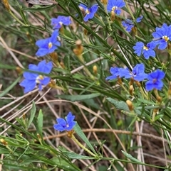 Dampiera stricta at Mittagong, NSW - 8 Oct 2024