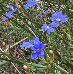 Dampiera stricta at Mittagong, NSW - suppressed