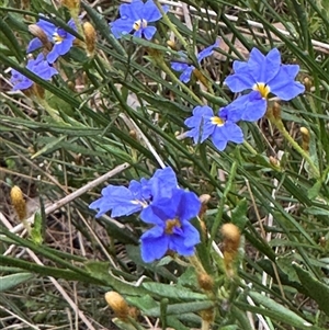 Dampiera stricta at Mittagong, NSW - 8 Oct 2024