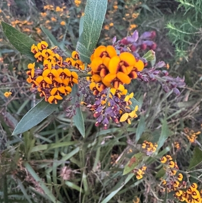 Daviesia corymbosa at Mittagong, NSW - 3 Oct 2024 by Span102