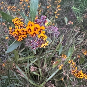 Daviesia corymbosa at Mittagong, NSW - suppressed