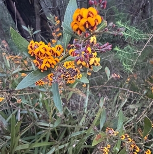 Daviesia corymbosa at Mittagong, NSW - suppressed