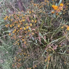 Daviesia corymbosa at Mittagong, NSW - suppressed