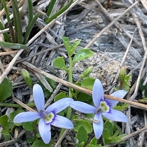 Isotoma fluviatilis subsp. australis at Bonner, ACT - 13 Oct 2024