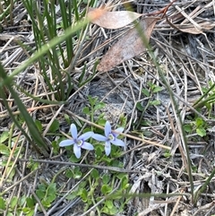 Isotoma fluviatilis subsp. australis at Bonner, ACT - 13 Oct 2024 06:47 PM