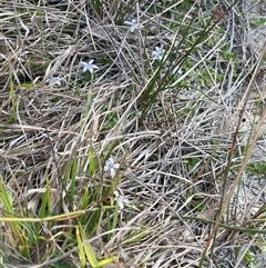 Isotoma fluviatilis subsp. australis at Bonner, ACT - 13 Oct 2024