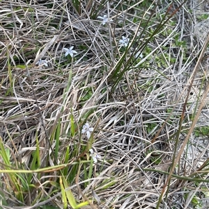 Isotoma fluviatilis subsp. australis at Bonner, ACT - 13 Oct 2024