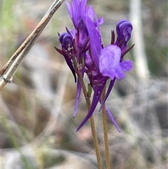 Linaria pelisseriana (Pelisser's Toadflax) at Bonner, ACT - 13 Oct 2024 by Clarel