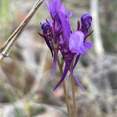 Linaria pelisseriana (Pelisser's Toadflax) at Bonner, ACT - 13 Oct 2024 by Clarel