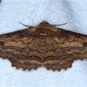 Undescribed species Boarmiini tribe (A Geometer moth (Ennominae)) at Bulli, NSW by jb2602