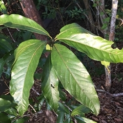 Litsea glutinosa (brown or soft, bollygum) at Whitfield, QLD - 14 Aug 2024 by JasonPStewartNMsnc2016