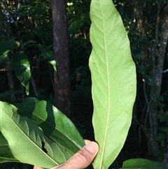 Litsea glutinosa at Whitfield, QLD - 14 Aug 2024 07:10 AM