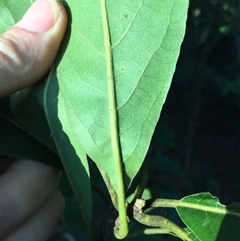 Litsea glutinosa at Whitfield, QLD - 14 Aug 2024 07:10 AM