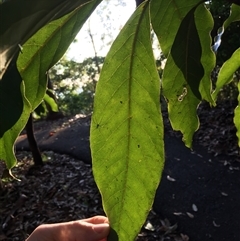 Litsea glutinosa at Whitfield, QLD - 14 Aug 2024