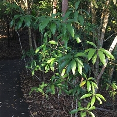 Litsea glutinosa at Whitfield, QLD - 14 Aug 2024