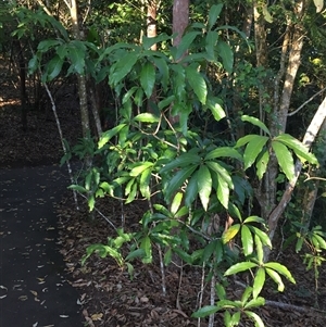 Litsea glutinosa at Whitfield, QLD - 14 Aug 2024