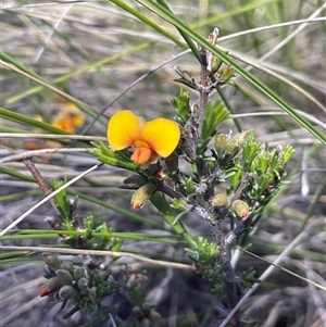 Dillwynia sericea at Bonner, ACT - 13 Oct 2024 07:20 PM