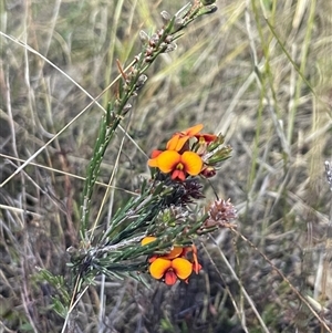 Dillwynia sericea at Bonner, ACT - 13 Oct 2024 07:20 PM