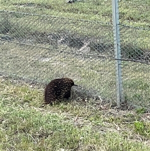 Tachyglossus aculeatus at Bonner, ACT - 13 Oct 2024