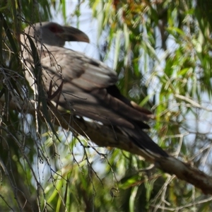 Eudynamys orientalis at Mount Stuart, QLD by TerryS