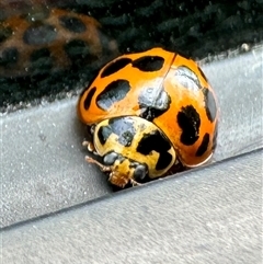 Harmonia conformis (Common Spotted Ladybird) at Bowral, NSW - 14 Oct 2024 by GlossyGal