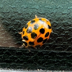 Harmonia conformis at Bowral, NSW - 14 Oct 2024